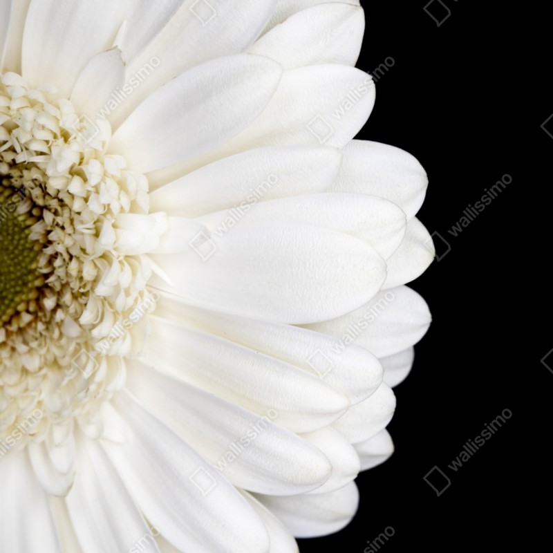 Schrankaufkleber weiße gerbera auf schwarzem hintergrund minimalistische nahaufnahme – Wallnifity® Schrankaufkleber weiße gerbera auf schwarzem hintergrund minimalistische nahaufnahme – Wallnifity®
