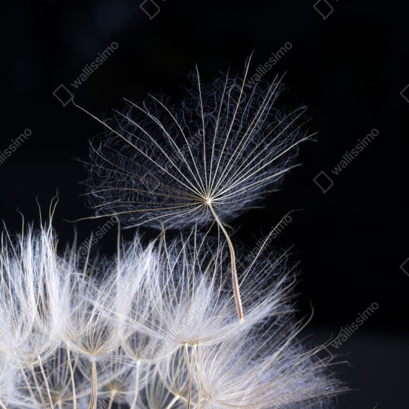 Schrankaufkleber zarter löwenzahnsamen auf schwarzem hintergrund – Wallnifity® Schrankaufkleber zarter löwenzahnsamen auf schwarzem hintergrund – Wallnifity®