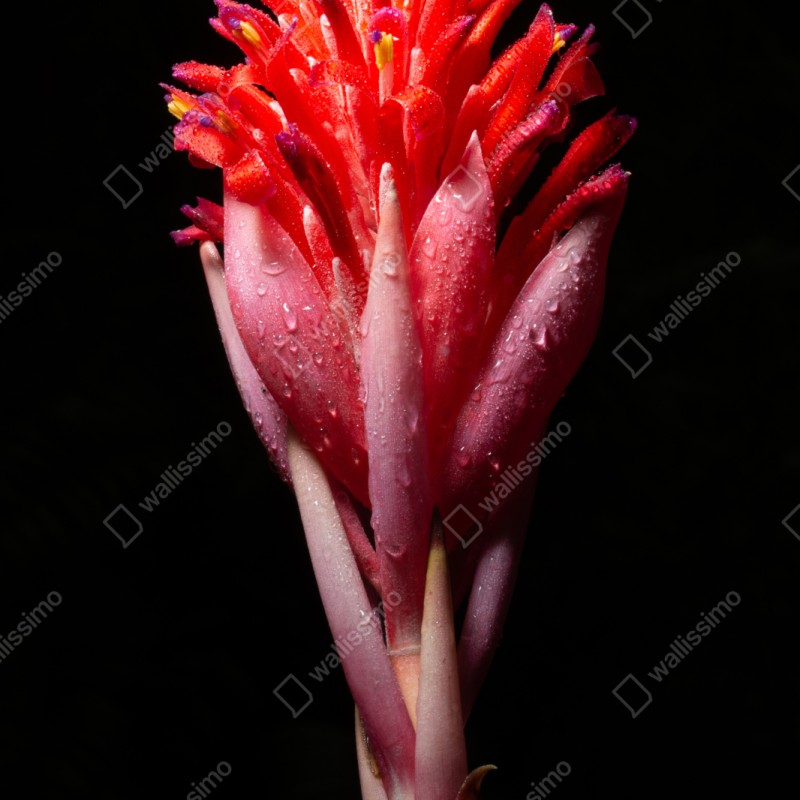 Schrankaufkleber leuchtende rosa blüte vor schwarzem hintergrund – Wallnifity® Schrankaufkleber leuchtende rosa blüte vor schwarzem hintergrund – Wallnifity®