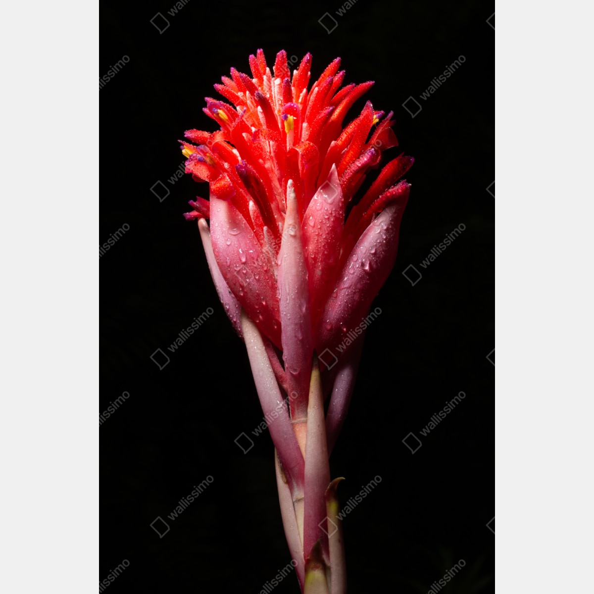 Schrankaufkleber leuchtende rosa blüte vor schwarzem hintergrund – Wallnifity® Schrankaufkleber leuchtende rosa blüte vor schwarzem hintergrund – Wallnifity®