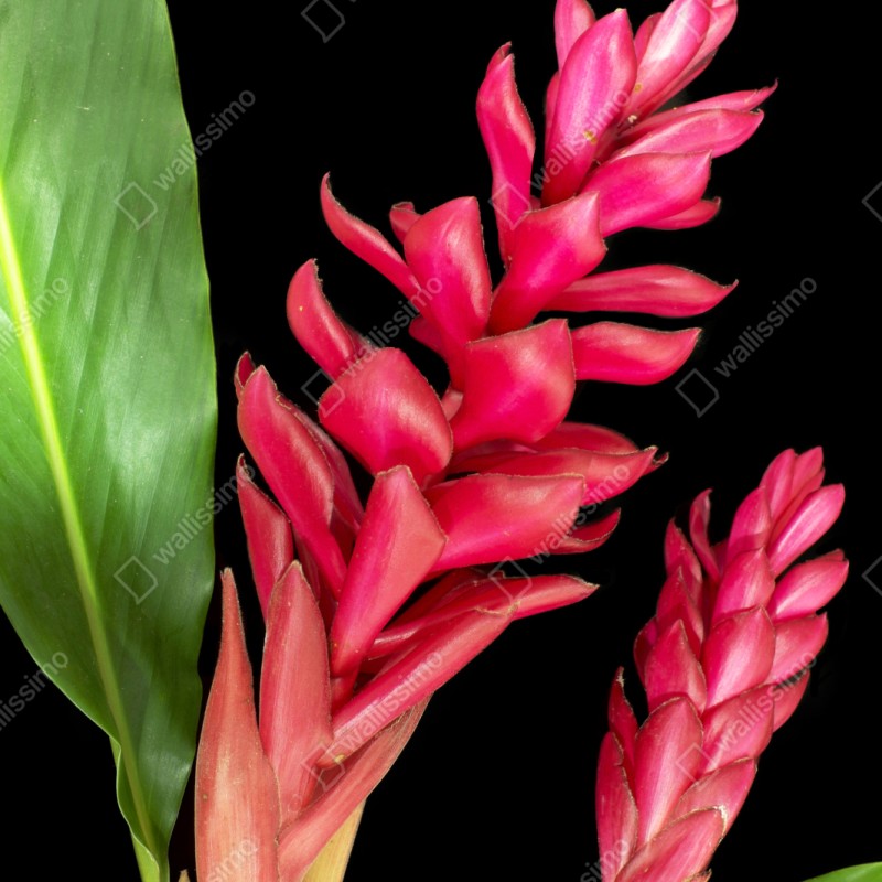 Schrankaufkleber leuchtende zier-ingwer-blüte auf schwarzem hintergrund – Wallnifity® Schrankaufkleber leuchtende zier-ingwer-blüte auf schwarzem hintergrund – Wallnifity®