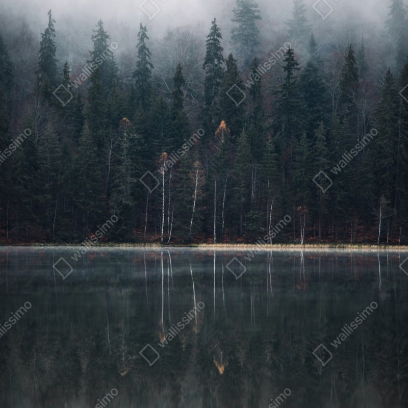 Schrankaufkleber neblige waldreflexion – Wallnifity®