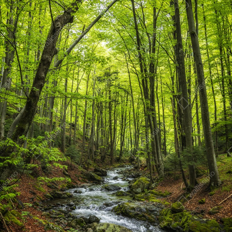 Schrankaufkleber ruhiger grüner waldbach – Wallnifity®