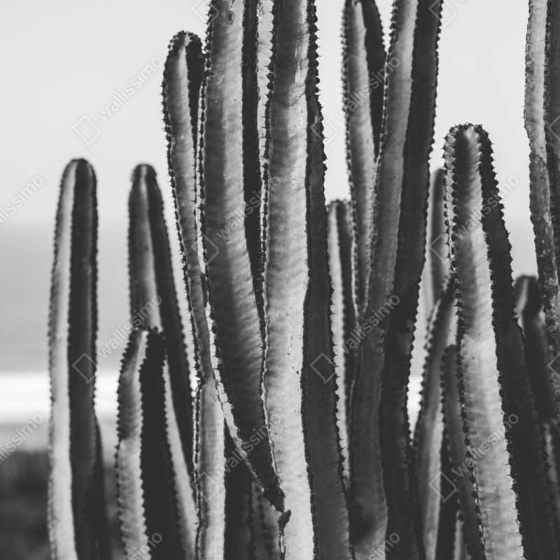 Schrankaufkleber schwarzweiß kaktus nahaufnahme – Wallnifity® Schrankaufkleber schwarzweiß kaktus nahaufnahme – Wallnifity®