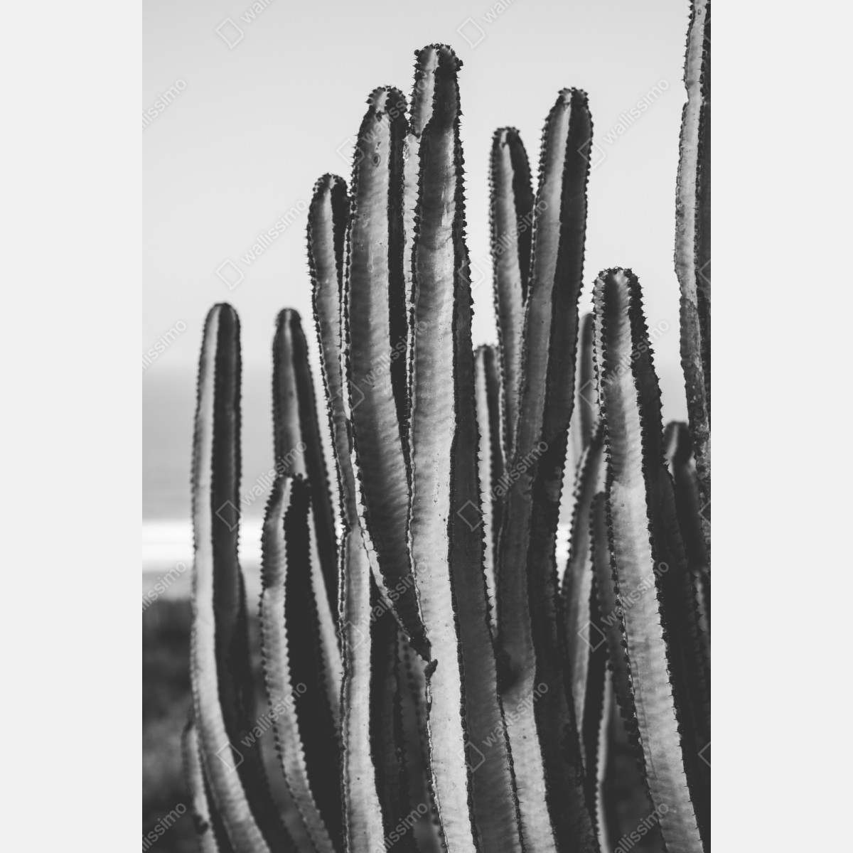 Schrankaufkleber schwarzweiß kaktus nahaufnahme – Wallnifity® Schrankaufkleber schwarzweiß kaktus nahaufnahme – Wallnifity®