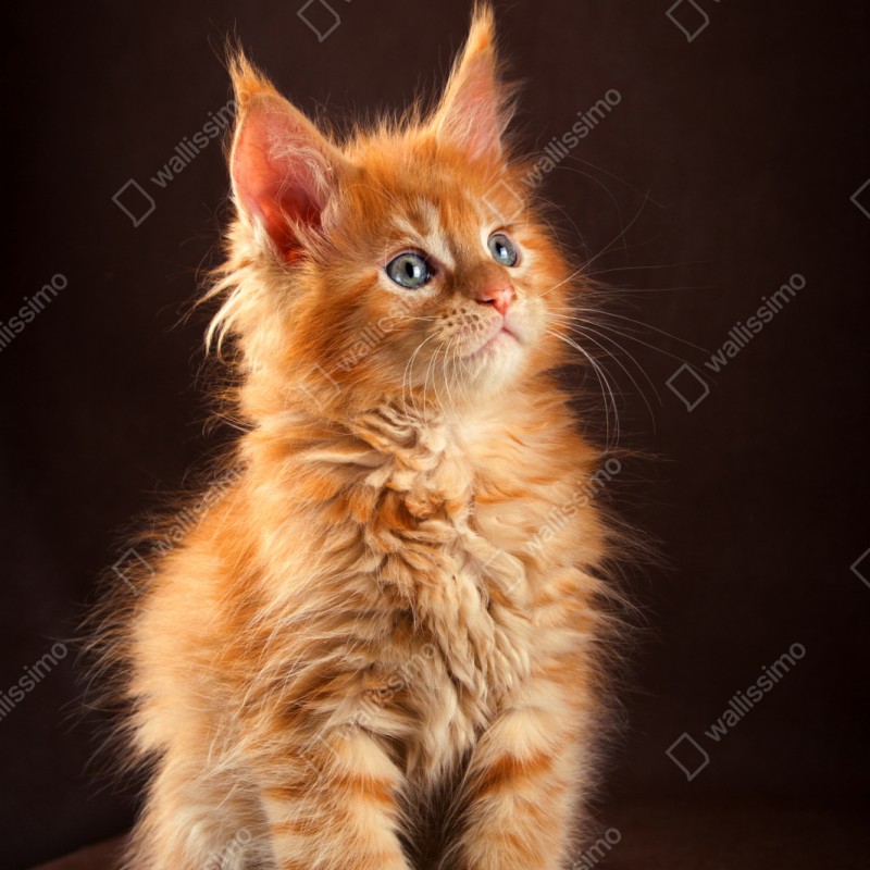 Schrankaufkleber niedliches rotes kätzchenportrait – Wallnifity® Schrankaufkleber niedliches rotes kätzchenportrait – Wallnifity®