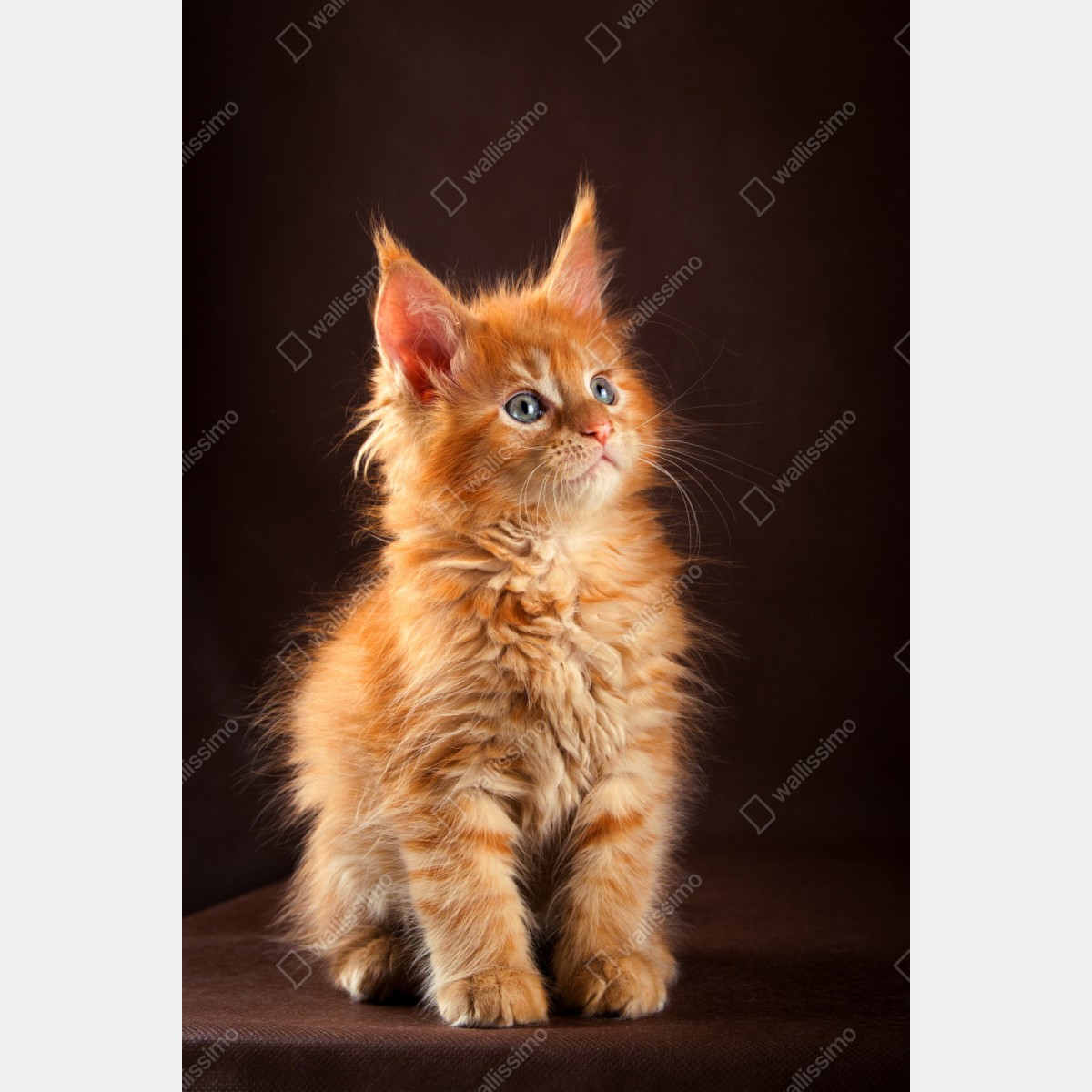 Schrankaufkleber niedliches rotes kätzchenportrait – Wallnifity® Schrankaufkleber niedliches rotes kätzchenportrait – Wallnifity®