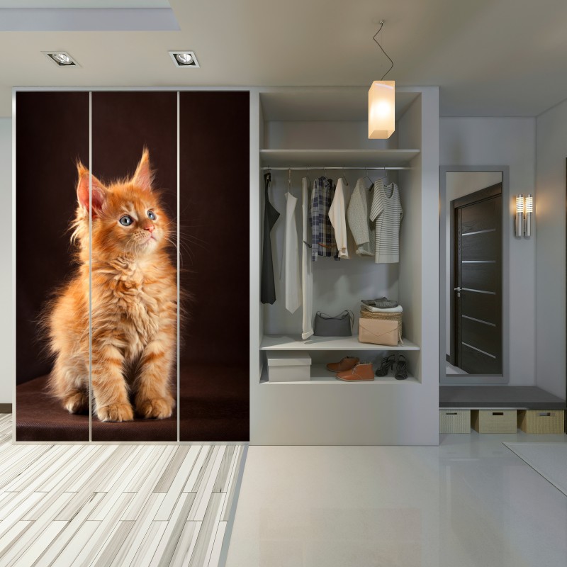 Schrankaufkleber niedliches rotes kätzchenportrait – Wallnifity® Schrankaufkleber niedliches rotes kätzchenportrait – Wallnifity®