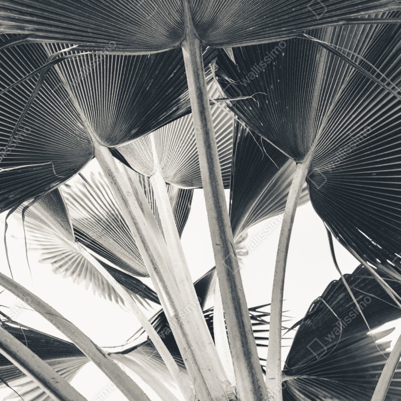 Schrankaufkleber tropische komposition von bananenblättern – Wallnifity® Schrankaufkleber tropische komposition von bananenblättern – Wallnifity®