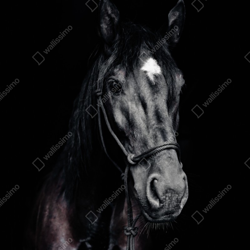 Schrankaufkleber majestätisches pferdeporträt – Wallnifity® Schrankaufkleber majestätisches pferdeporträt – Wallnifity®