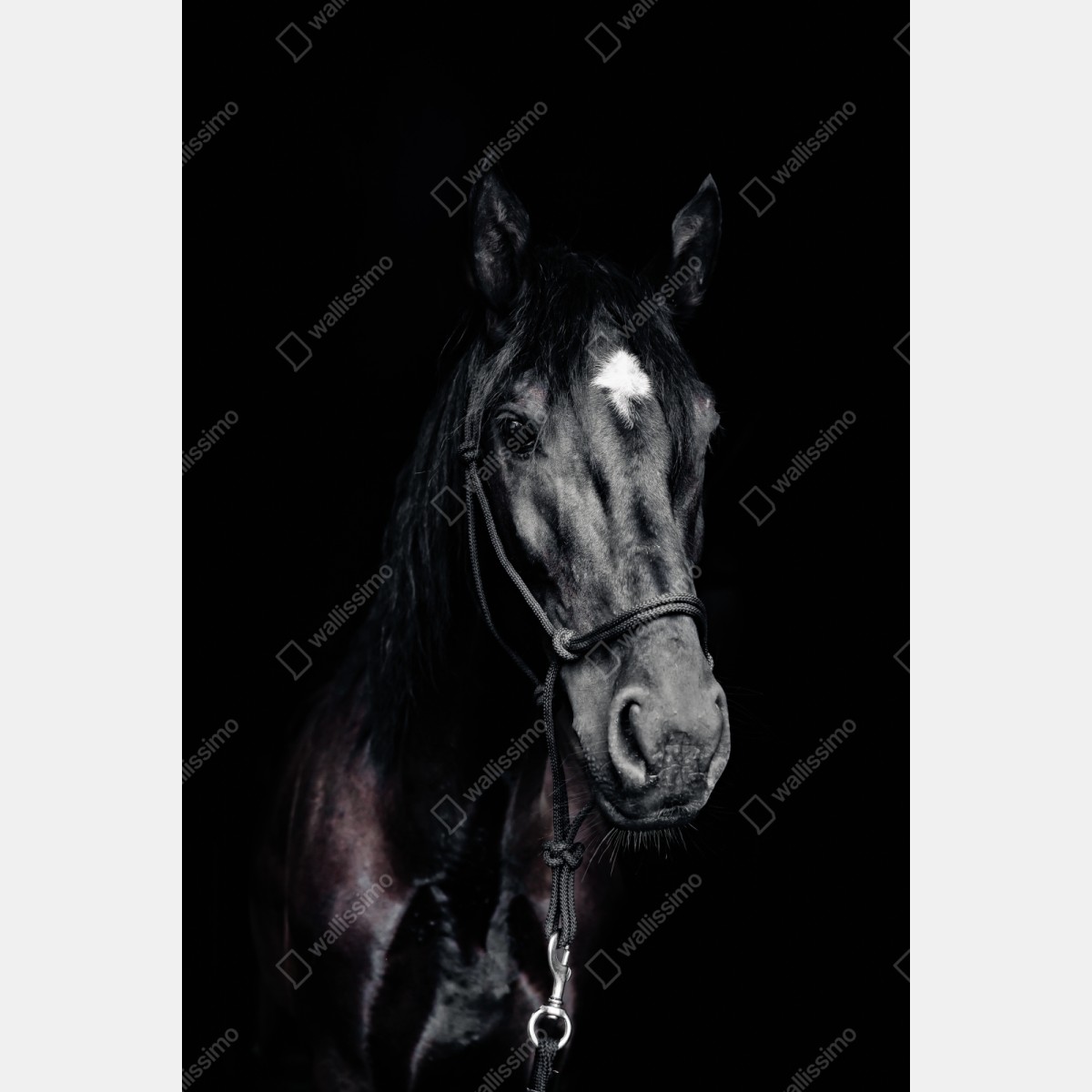 Schrankaufkleber majestätisches pferdeporträt – Wallnifity® Schrankaufkleber majestätisches pferdeporträt – Wallnifity®