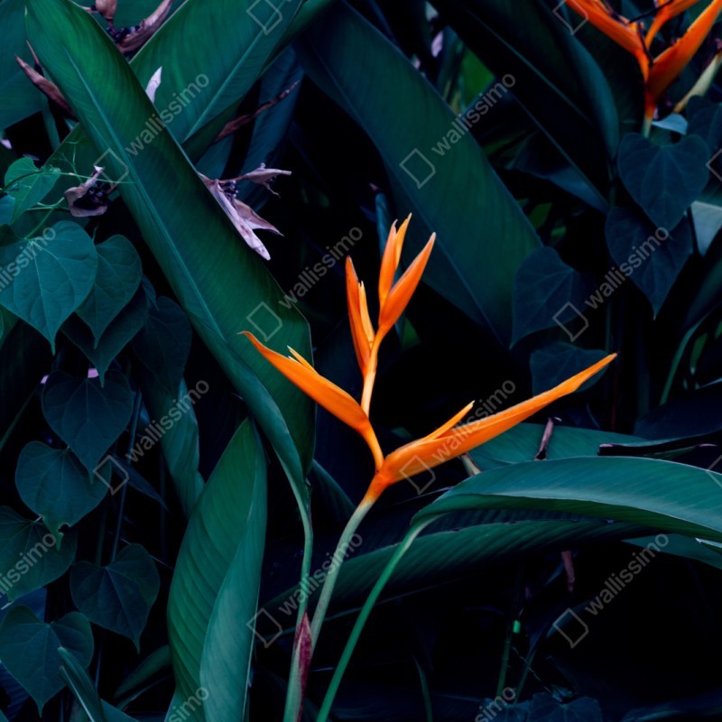 Schrankaufkleber leuchtende strelitzie vor tiefgrünen blättern – Wallnifity® Schrankaufkleber leuchtende strelitzie vor tiefgrünen blättern – Wallnifity®