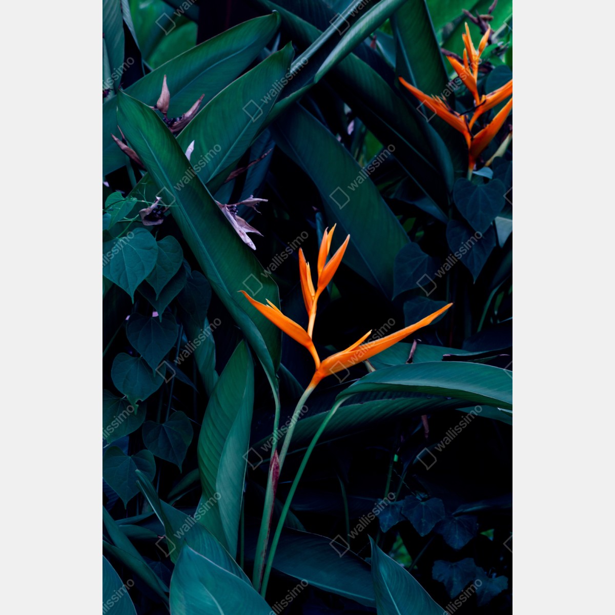 Schrankaufkleber leuchtende strelitzie vor tiefgrünen blättern – Wallnifity® Schrankaufkleber leuchtende strelitzie vor tiefgrünen blättern – Wallnifity®