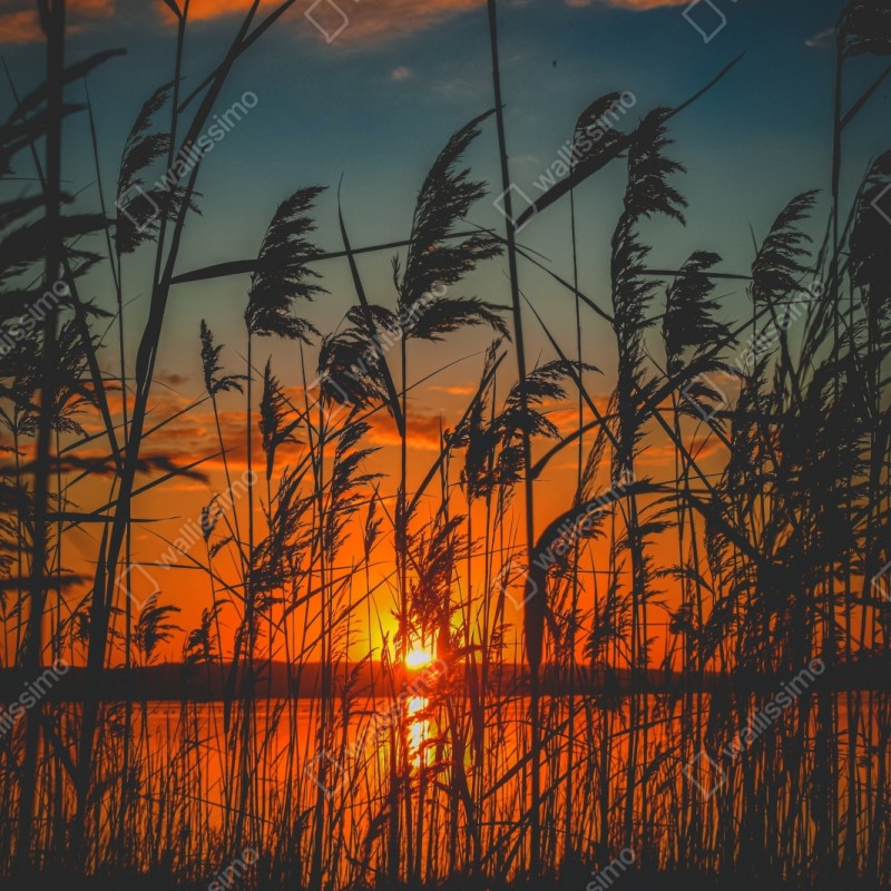 Schrankaufkleber sonnenuntergang am see mit schilf-silhouette – Wallnifity® Schrankaufkleber sonnenuntergang am see mit schilf-silhouette – Wallnifity®