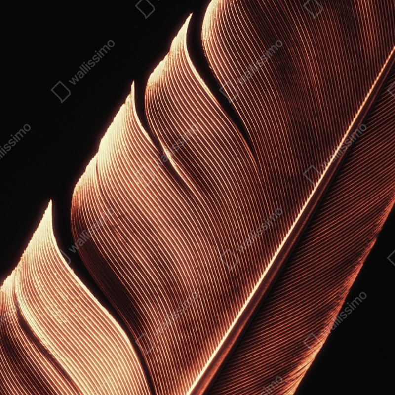 Schrankaufkleber goldene feder makro vor schwarzem hintergrund – Wallnifity® Schrankaufkleber goldene feder makro vor schwarzem hintergrund – Wallnifity®