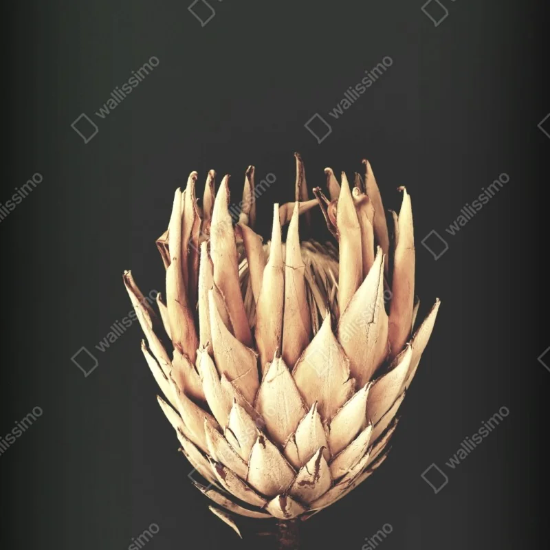 Schrankaufkleber getrocknete protea in sepia – Wallnifity® Schrankaufkleber getrocknete protea in sepia – Wallnifity®
