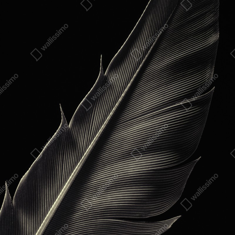 Schrankaufkleber zarte feder in makroaufnahme – Wallnifity® Schrankaufkleber zarte feder in makroaufnahme – Wallnifity®