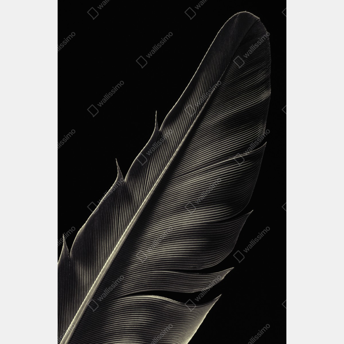 Schrankaufkleber zarte feder in makroaufnahme – Wallnifity® Schrankaufkleber zarte feder in makroaufnahme – Wallnifity®