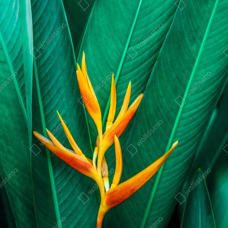 Schrankaufkleber leuchtende tropische paradiesvogelblume auf grünen blättern – Wallnifity® Schrankaufkleber leuchtende tropische paradiesvogelblume auf grünen blättern – Wallnifity®