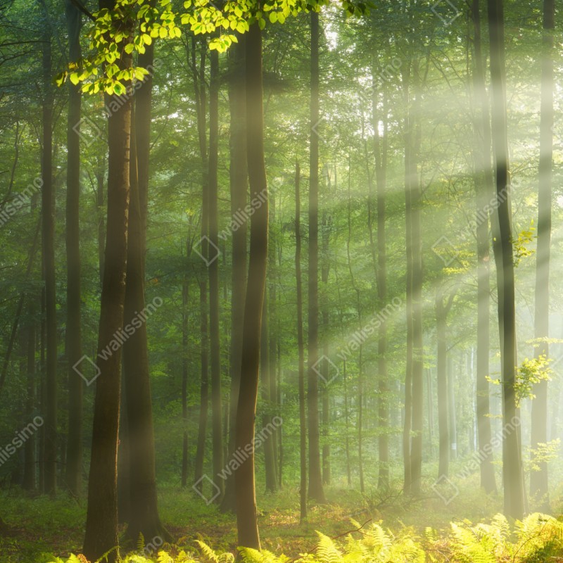 Schrankaufkleber sonniger morgenwald – Wallnifity® Schrankaufkleber sonniger morgenwald – Wallnifity®