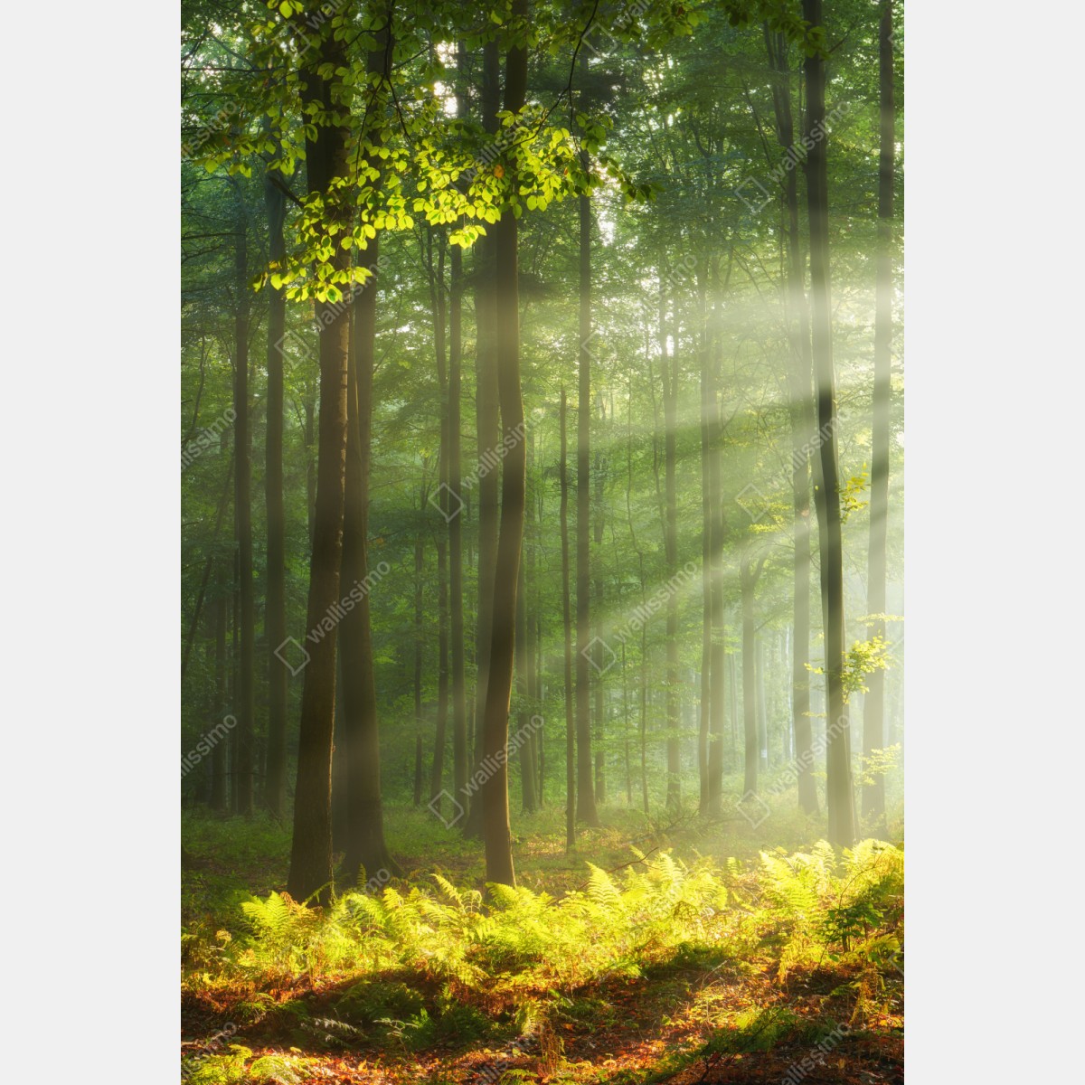 Schrankaufkleber sonniger morgenwald – Wallnifity® Schrankaufkleber sonniger morgenwald – Wallnifity®