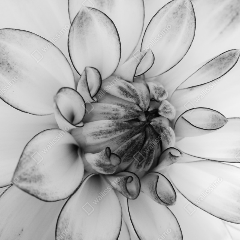 Schrankaufkleber monochrome nahaufnahme einer dahlie – Wallnifity® Schrankaufkleber monochrome nahaufnahme einer dahlie – Wallnifity®