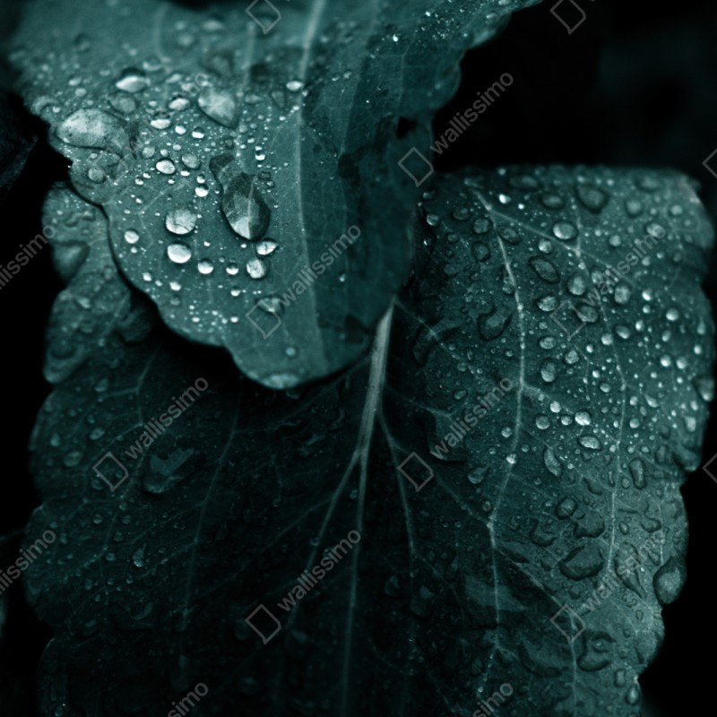 Schrankaufkleber tautropfen auf blättern – Wallnifity® Schrankaufkleber tautropfen auf blättern – Wallnifity®