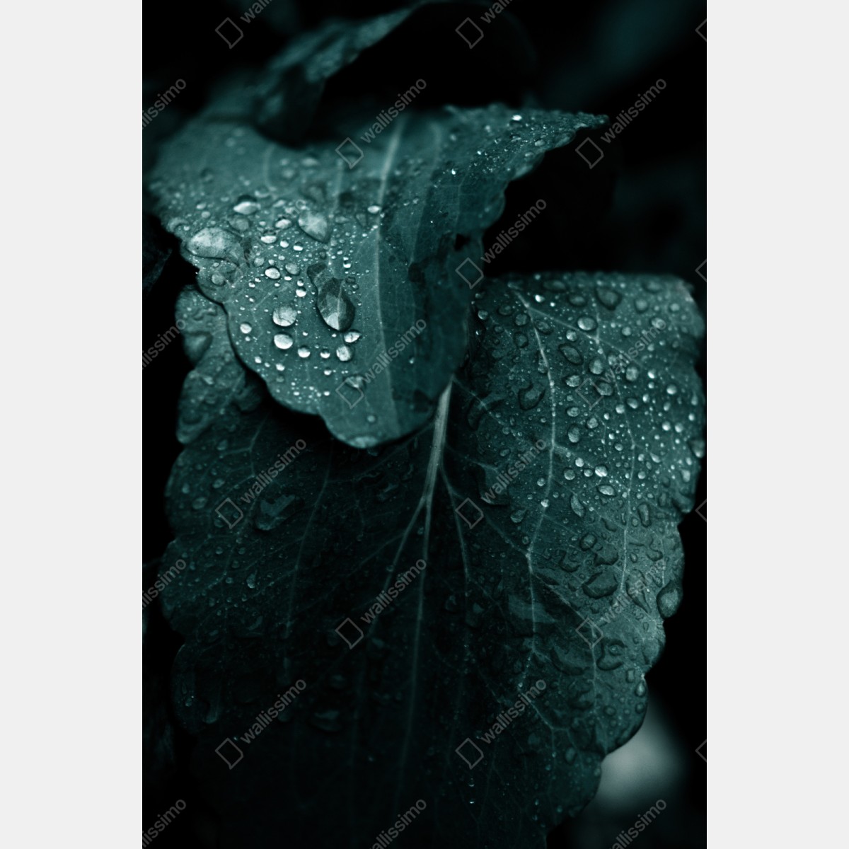 Schrankaufkleber tautropfen auf blättern – Wallnifity® Schrankaufkleber tautropfen auf blättern – Wallnifity®