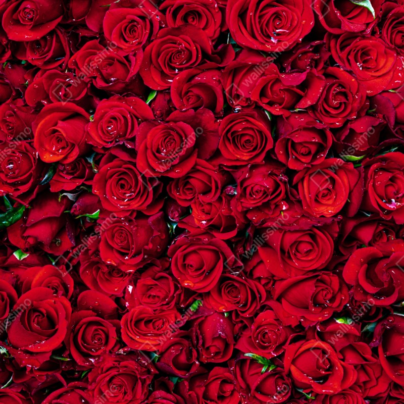 Schrankaufkleber dichte wand aus roten rosen – Wallnifity® Schrankaufkleber dichte wand aus roten rosen – Wallnifity®