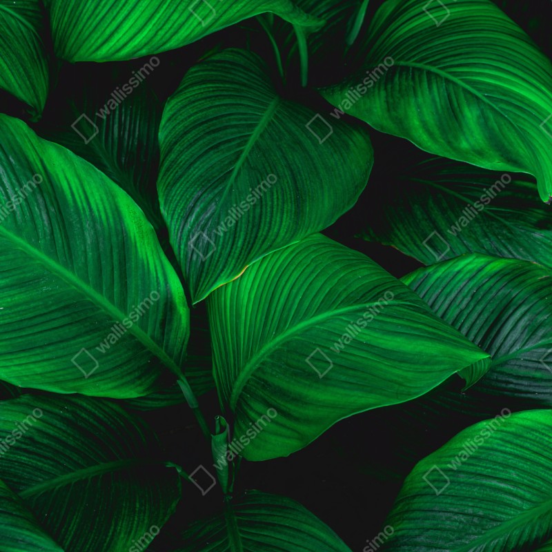 Schrankaufkleber üppige tropische blätter – Wallnifity®