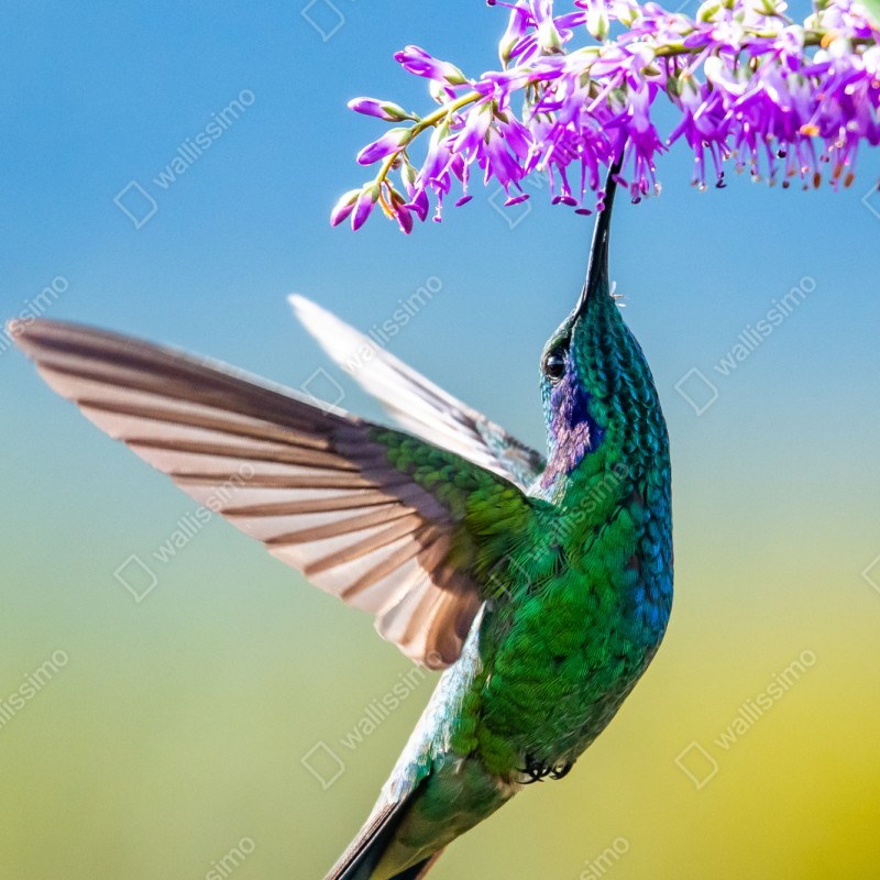 Schrankaufkleber kolibri an violetter blüte – Wallnifity® Schrankaufkleber kolibri an violetter blüte – Wallnifity®