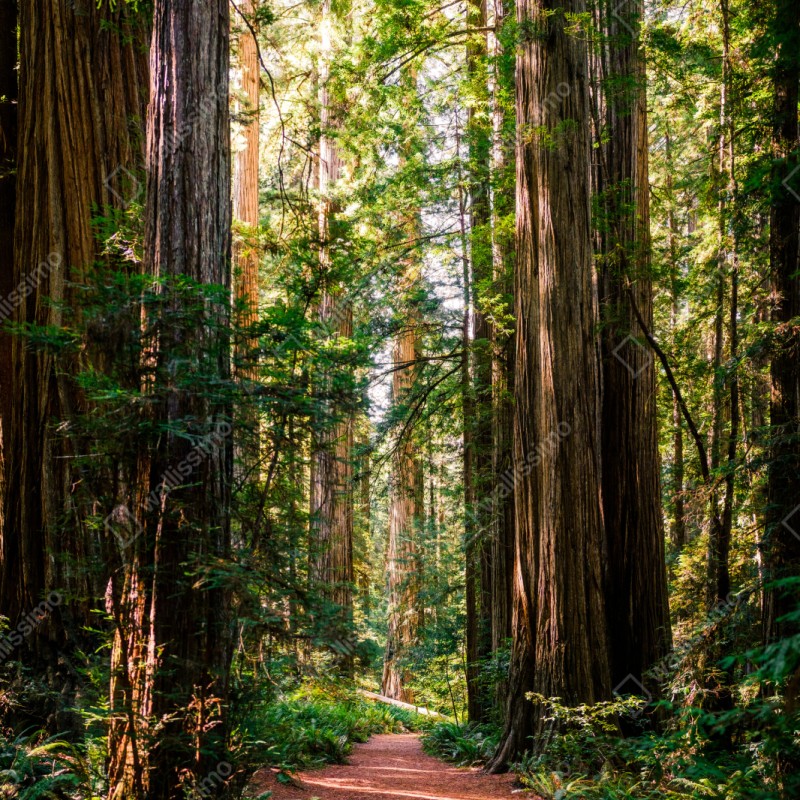 Schrankaufkleber majestätischer weg im sekwoienwald – Wallnifity®
