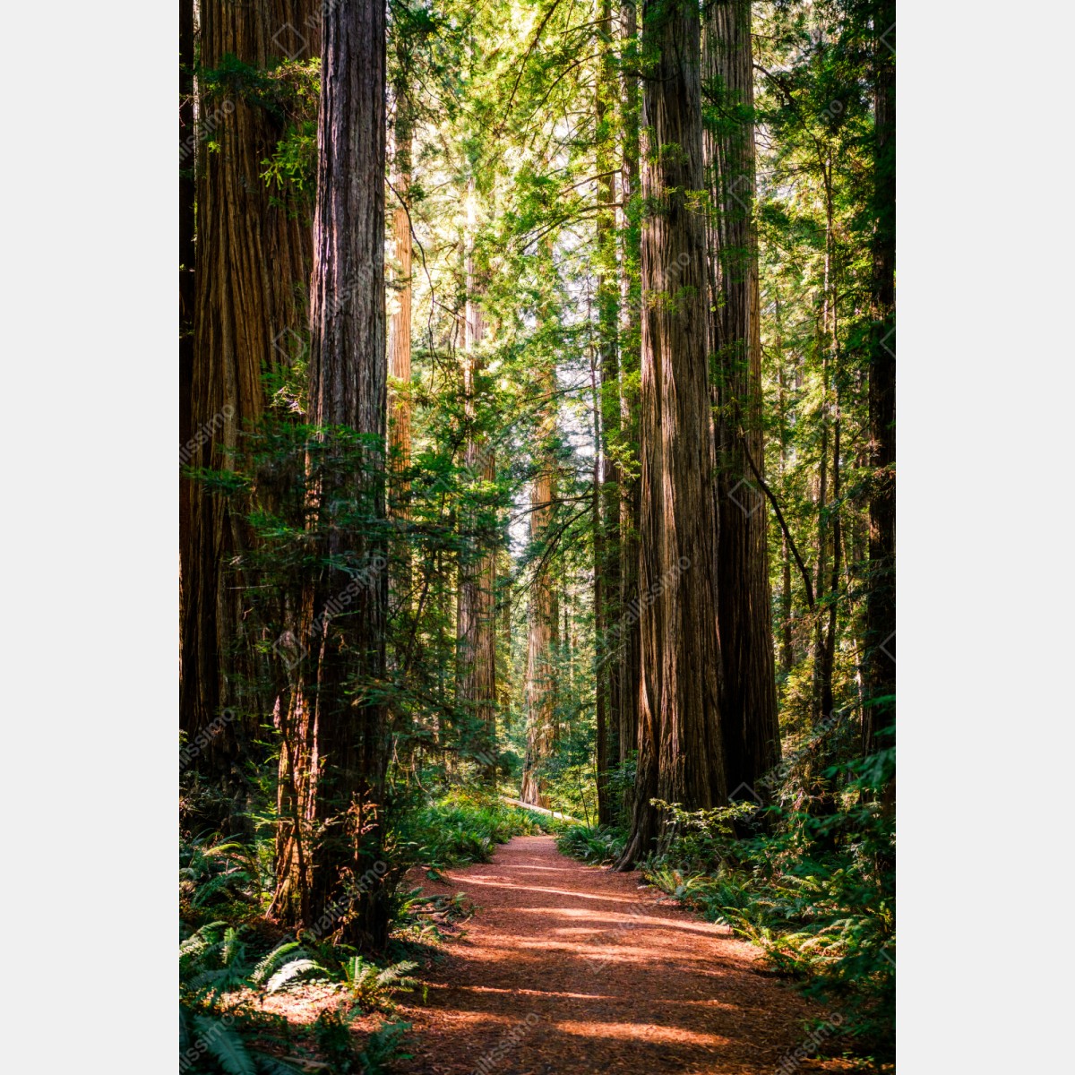 Schrankaufkleber majestätischer weg im sekwoienwald – Wallnifity®