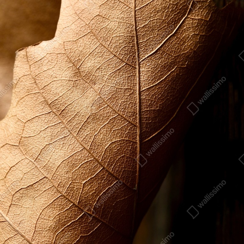 Schrankaufkleber strukturiertes trockenes blatt nahaufnahme – Wallnifity® Schrankaufkleber strukturiertes trockenes blatt nahaufnahme – Wallnifity®