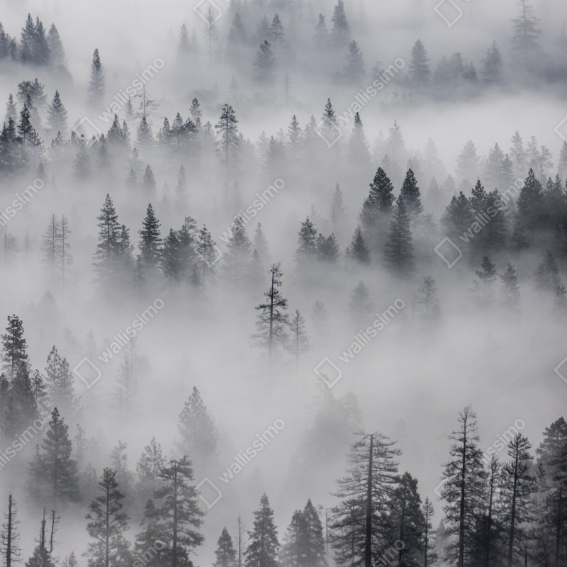 Schrankaufkleber nebeliger kiefernwald – Wallnifity® Schrankaufkleber nebeliger kiefernwald – Wallnifity®