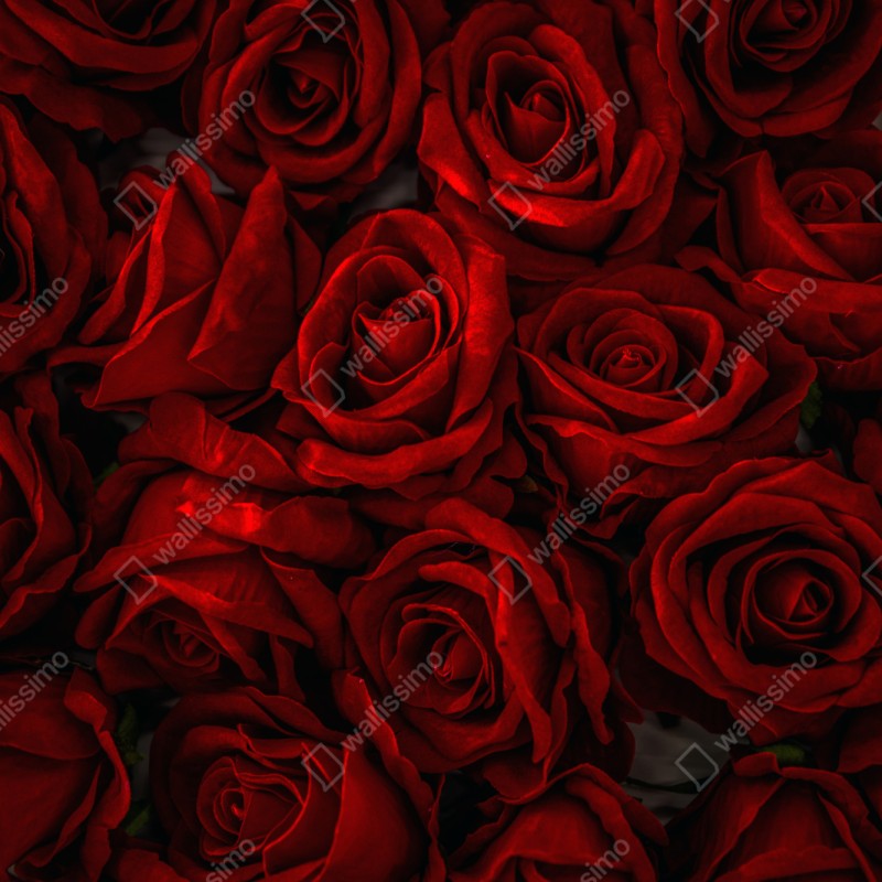 Schrankaufkleber intensive rote rosen nahaufnahme – Wallnifity®