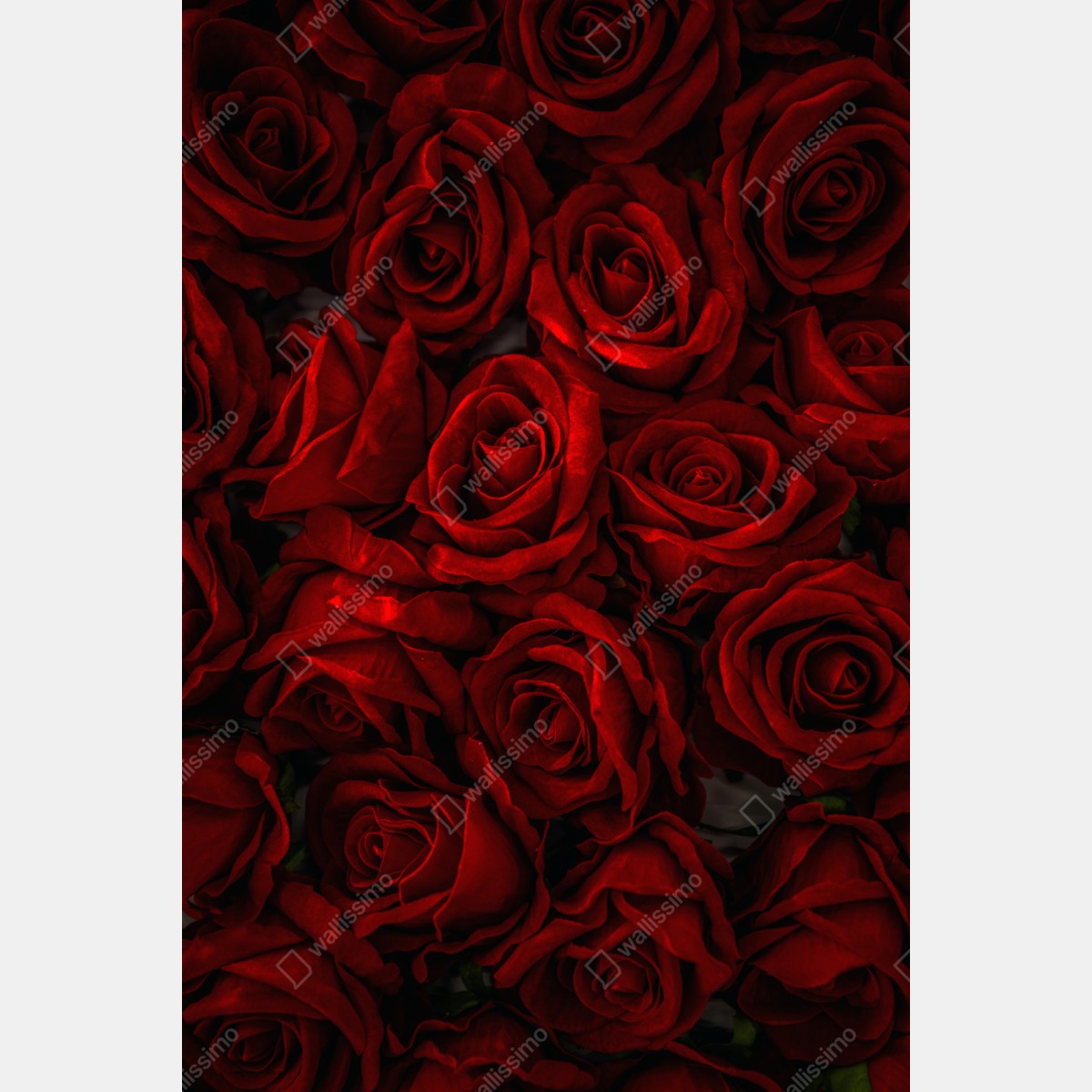 Schrankaufkleber intensive rote rosen nahaufnahme – Wallnifity®