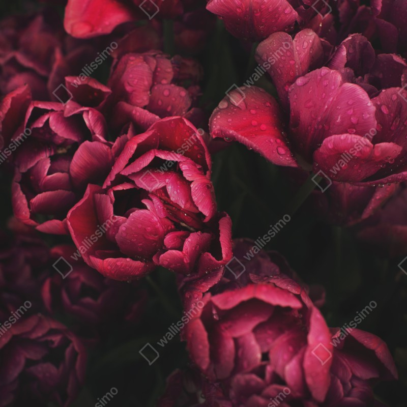 Schrankaufkleber tiefrote blüten mit wassertropfen – Wallnifity® Schrankaufkleber tiefrote blüten mit wassertropfen – Wallnifity®