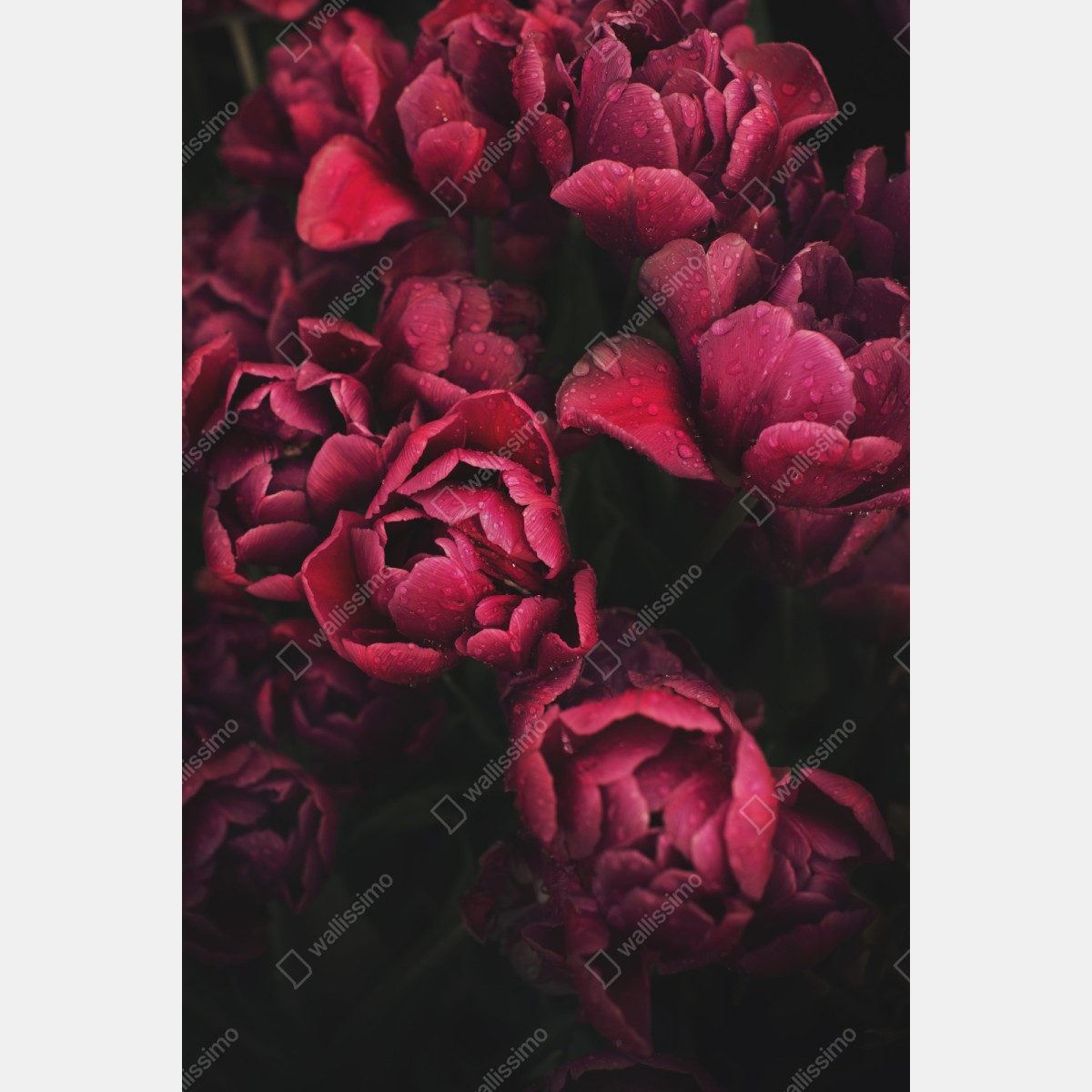 Schrankaufkleber tiefrote blüten mit wassertropfen – Wallnifity® Schrankaufkleber tiefrote blüten mit wassertropfen – Wallnifity®