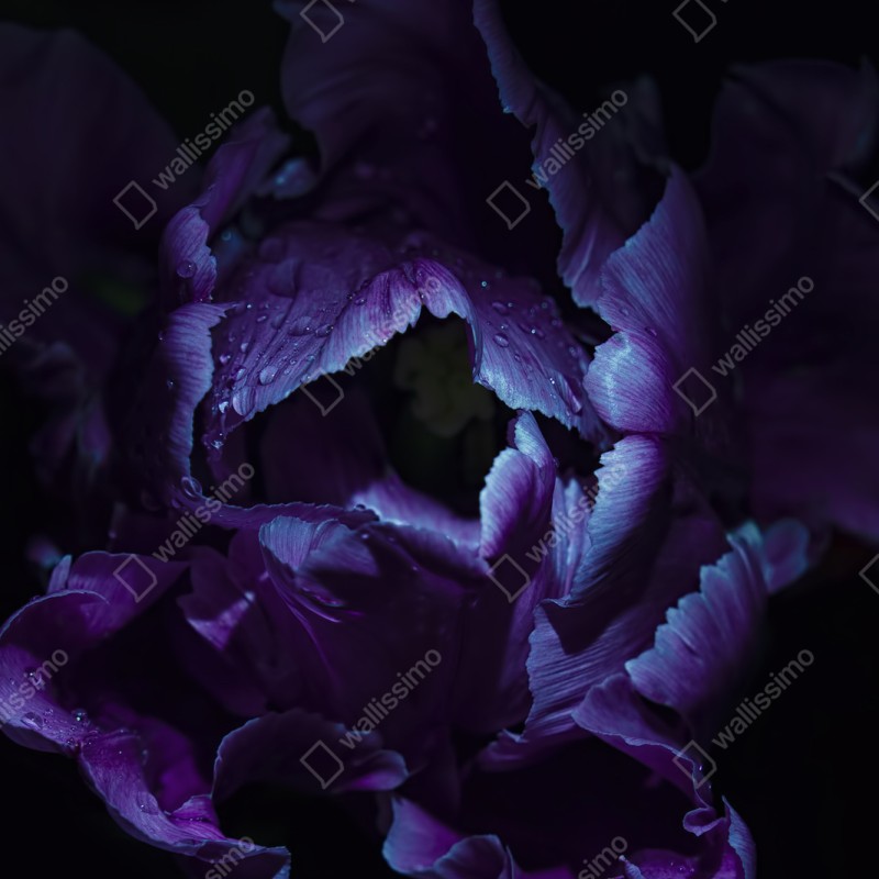 Schrankaufkleber lila tulpe im ultravioletten licht – Wallnifity® Schrankaufkleber lila tulpe im ultravioletten licht – Wallnifity®