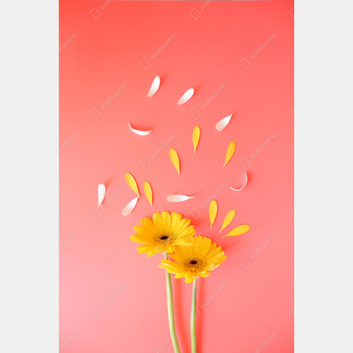 Schrankaufkleber sonnige gelbe gerbera auf korallfarbenem hintergrund – Wallnifity®