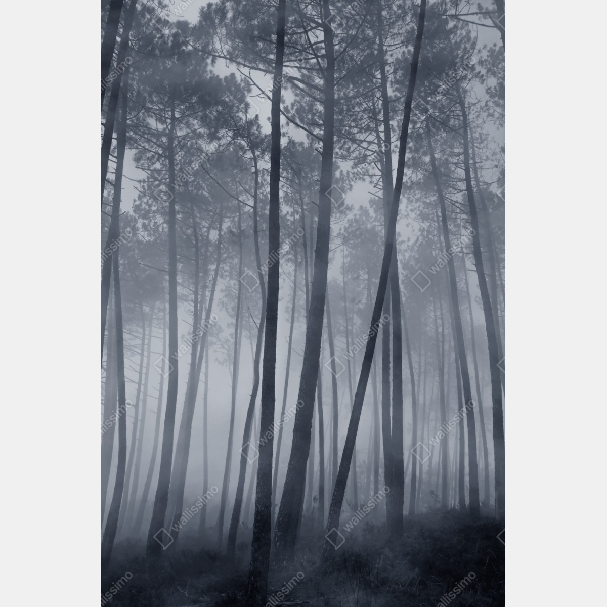 Schrankaufkleber nebliger kiefernwald bei nacht – Wallnifity® Schrankaufkleber nebliger kiefernwald bei nacht – Wallnifity®