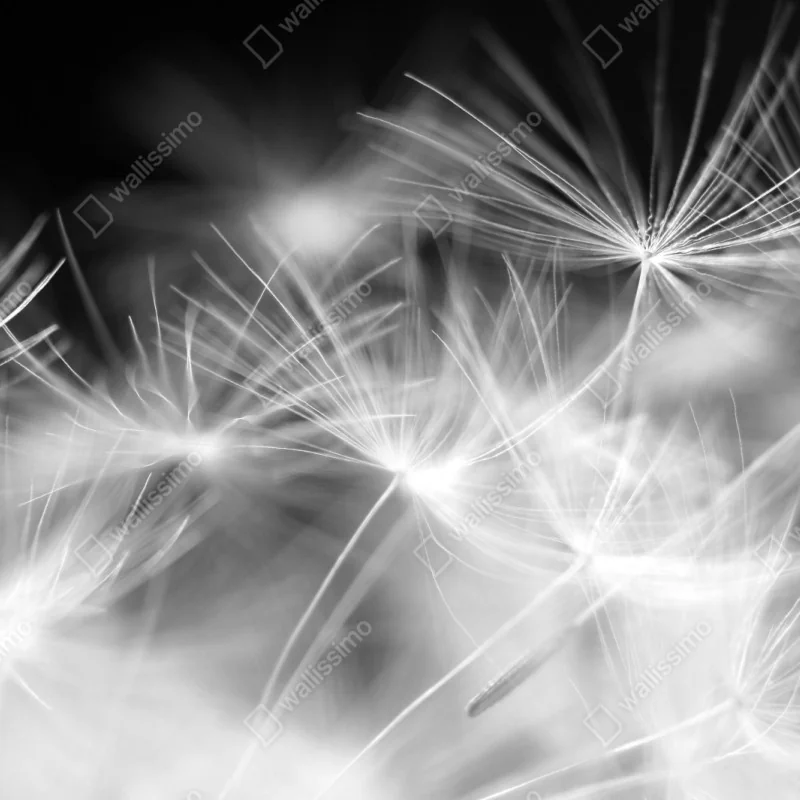 Schrankaufkleber zarte löwenzahnsamen in monochrom – Wallnifity® Schrankaufkleber zarte löwenzahnsamen in monochrom – Wallnifity®