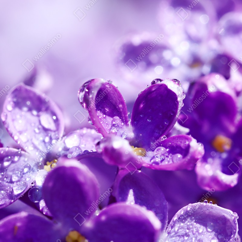 Schrankaufkleber lila fliederblüte mit tau – Wallnifity® Schrankaufkleber lila fliederblüte mit tau – Wallnifity®