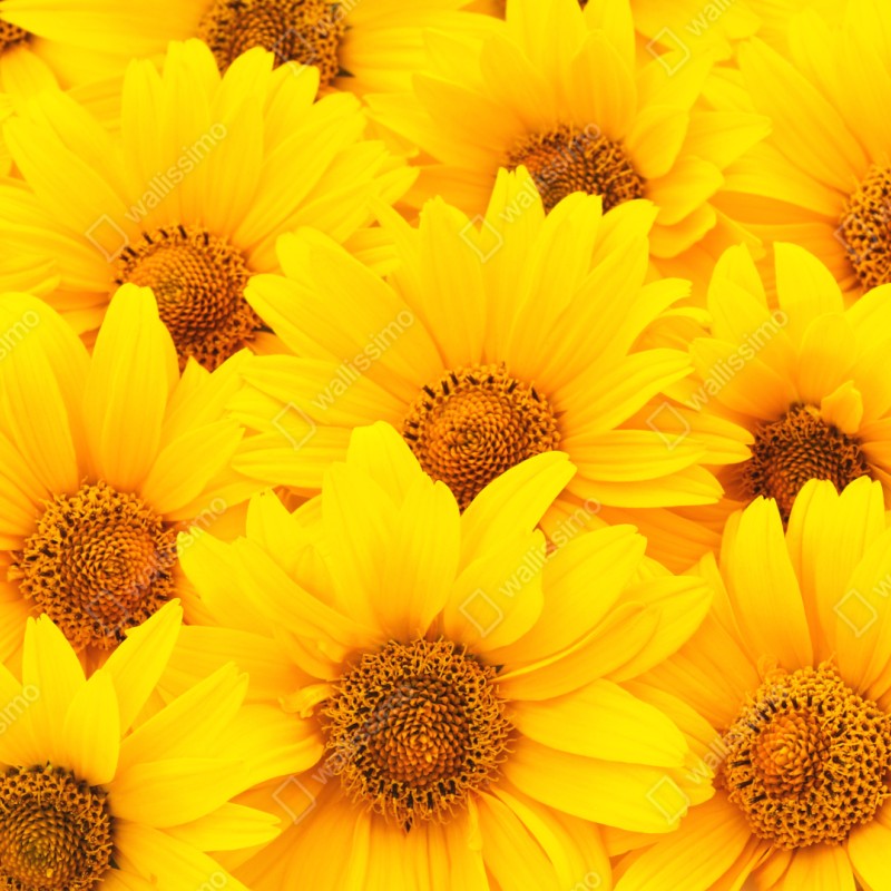 Schrankaufkleber leuchtende gelbe sonnenblumen in nahaufnahme – Wallnifity® Schrankaufkleber leuchtende gelbe sonnenblumen in nahaufnahme – Wallnifity®