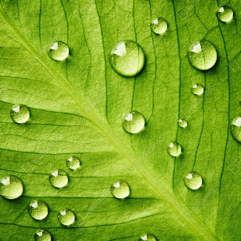 Schrankaufkleber frisches grünes blatt mit wassertropfen – Wallnifity® Schrankaufkleber frisches grünes blatt mit wassertropfen – Wallnifity®