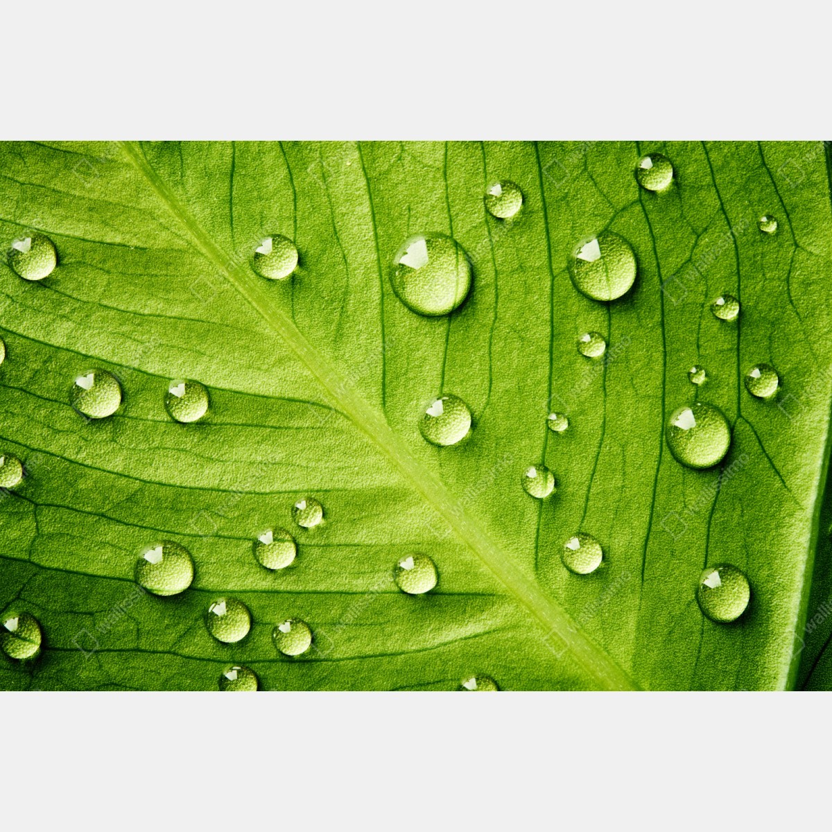 Schrankaufkleber frisches grünes blatt mit wassertropfen – Wallnifity® Schrankaufkleber frisches grünes blatt mit wassertropfen – Wallnifity®