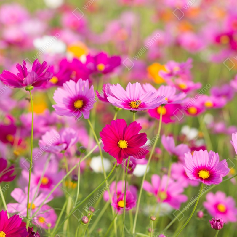 Schrankaufkleber rosa kosmeenwiese in blüte – Wallnifity® Schrankaufkleber rosa kosmeenwiese in blüte – Wallnifity®