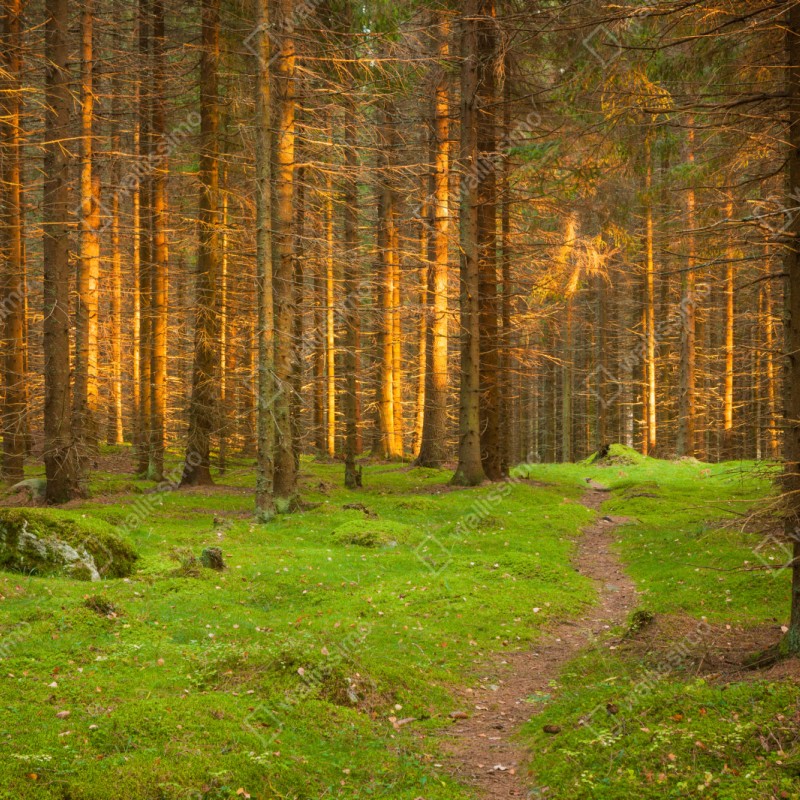 Schrankaufkleber goldenes licht im moosbedeckten kiefernwald – Wallnifity® Schrankaufkleber goldenes licht im moosbedeckten kiefernwald – Wallnifity®