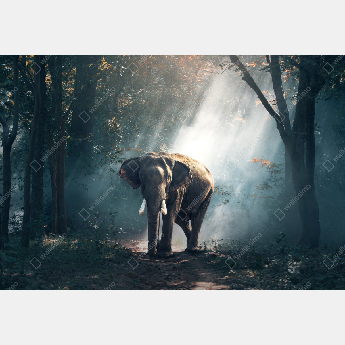 Schrankaufkleber majestätischer elefant im sonnenlichtdurchfluteten wald – Wallnifity®